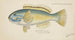 Parrot Fish - Frank Edward Clarke — artwork view