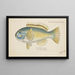 Parrot Fish - Frank Edward Clarke — framed artwork on a wall