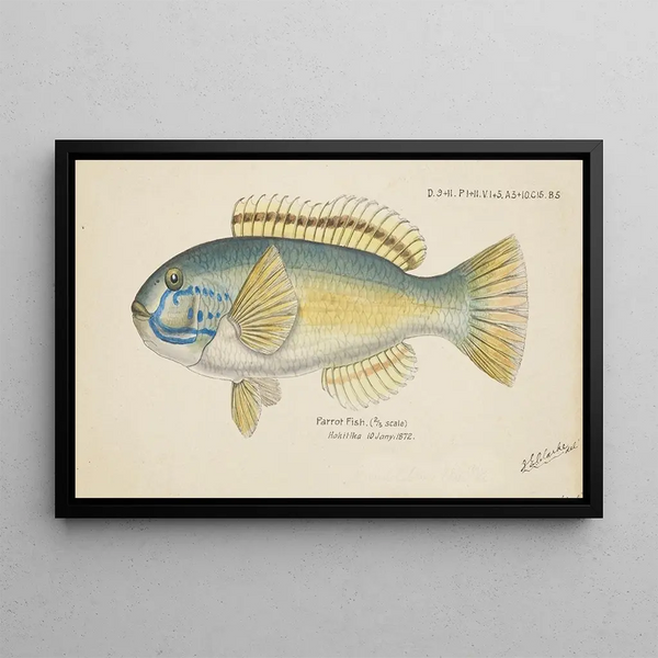 Parrot Fish - Frank Edward Clarke — framed artwork on a wall