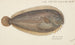 Peltorhamphus novaezeelandiae, sole de Nouvelle-Zélande - Frank Edward Clarke — artwork view