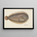 Peltorhamphus novaezeelandiae, sole de Nouvelle-Zélande - Frank Edward Clarke — framed artwork on a wall
