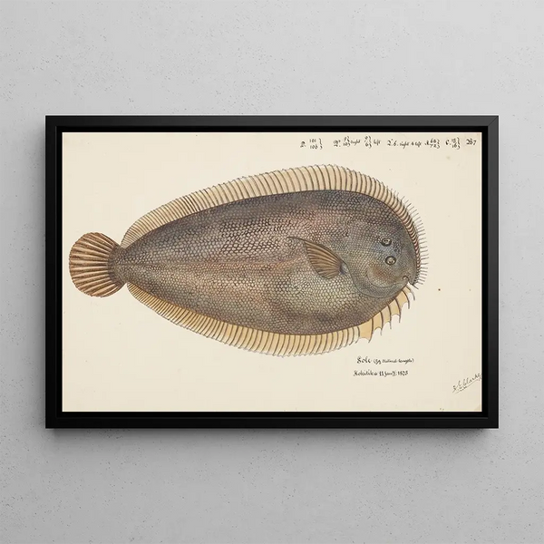 Peltorhamphus novaezeelandiae, sole de Nouvelle-Zélande - Frank Edward Clarke — framed artwork on a wall