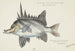 Pentaceropsis recurvirostris Tas Longsnout boarfish - Frank Edward Clarke — artwork view