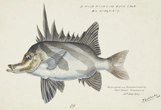 Pentaceropsis recurvirostris Tas Longsnout boarfish - Frank Edward Clarke — artwork view