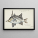 Pentaceropsis recurvirostris Tas Longsnout boarfish - Frank Edward Clarke — framed artwork on a wall