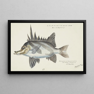 Pentaceropsis recurvirostris Tas Longsnout boarfish - Frank Edward Clarke — framed artwork on a wall
