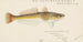 Platycephalus bassensis - Frank Edward Clarke — artwork view