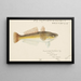 Platycephalus bassensis - Frank Edward Clarke — framed artwork on a wall