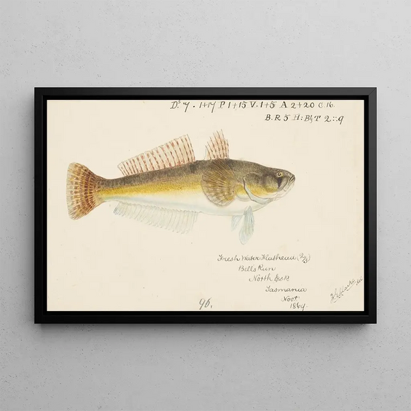 Platycephalus bassensis - Frank Edward Clarke — framed artwork on a wall