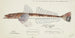 Platycephalus sp. Tas Flathead - Frank Edward Clarke — artwork view
