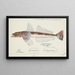 Platycephalus sp. Tas Flathead - Frank Edward Clarke — framed artwork on a wall
