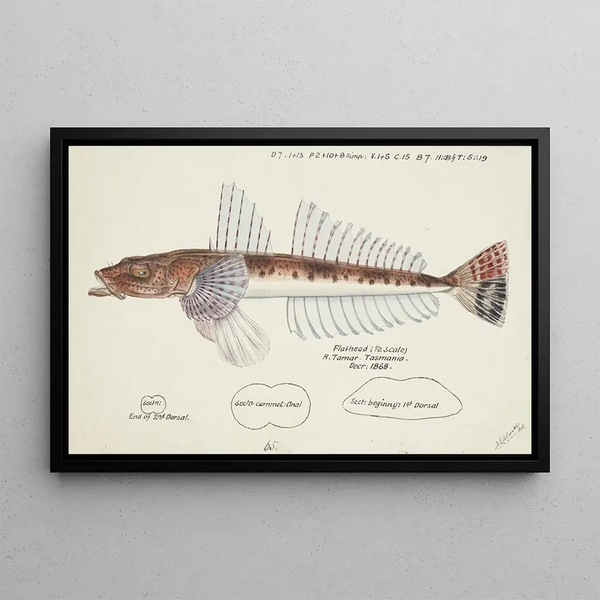 Platycephalus sp. Tas Flathead - Frank Edward Clarke — framed artwork on a wall