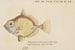 Platystethus abbrevatus - Frank Edward Clarke — artwork view