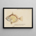 Platystethus abbrevatus - Frank Edward Clarke — framed artwork on a wall