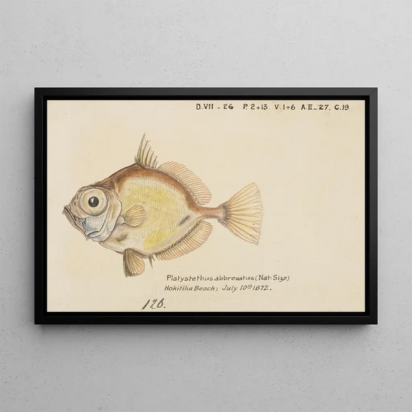 Platystethus abbrevatus - Frank Edward Clarke — framed artwork on a wall
