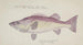 Polyprion oxygeneios Hapuka ou Groper - Frank Edward Clarke — artwork view