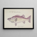 Polyprion oxygeneios Hapuka ou Groper - Frank Edward Clarke — framed artwork on a wall