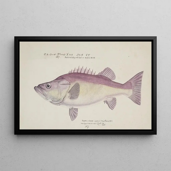 Polyprion oxygeneios Hapuka ou Groper - Frank Edward Clarke — framed artwork on a wall