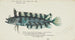 Possiblement Cristiceps sp, Tasmanian seaweed fish - Frank Edward Clarke — artwork view