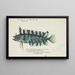 Possiblement Cristiceps sp, Tasmanian seaweed fish - Frank Edward Clarke — framed artwork on a wall