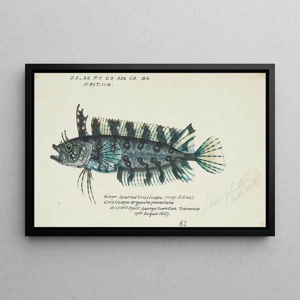 Possiblement Cristiceps sp, Tasmanian seaweed fish - Frank Edward Clarke — framed artwork on a wall