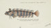 Possiblement Heteroclinus sp Tas Weedfish - Frank Edward Clarke — artwork view