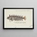 Possiblement Heteroclinus sp Tas Weedfish - Frank Edward Clarke — framed artwork on a wall