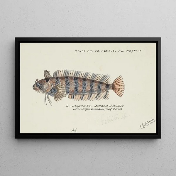 Possiblement Heteroclinus sp Tas Weedfish - Frank Edward Clarke — framed artwork on a wall