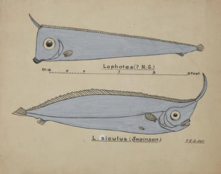 Possiblement Lophotes capallei - Frank Edward Clarke — artwork view