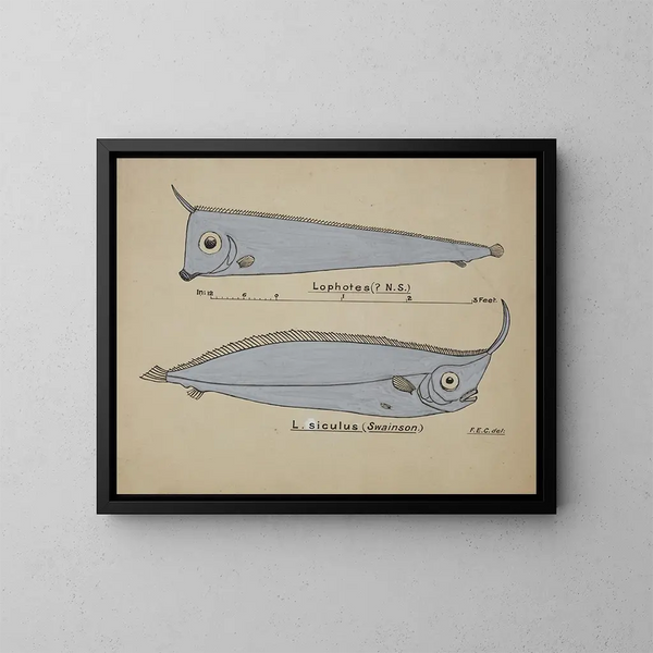Possiblement Lophotes capallei - Frank Edward Clarke — framed artwork on a wall