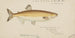 Prototroctes maraena, the Australian grayling - Frank Edward Clarke — artwork view