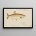 Prototroctes maraena, the Australian grayling - Frank Edward Clarke — framed artwork on a wall