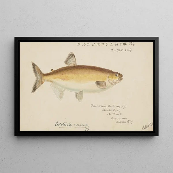 Prototroctes maraena, the Australian grayling - Frank Edward Clarke — framed artwork on a wall