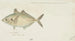 Pseudocaranx dentex Tas White trevally - Frank Edward Clarke — artwork view
