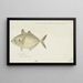 Pseudocaranx dentex Tas White trevally - Frank Edward Clarke — framed artwork on a wall