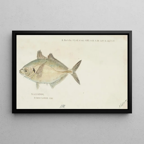 Pseudocaranx dentex Tas White trevally - Frank Edward Clarke — framed artwork on a wall