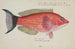Pseudolabrus miles, kelp - Frank Edward Clarke — artwork view