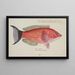 Pseudolabrus miles, kelp - Frank Edward Clarke — framed artwork on a wall