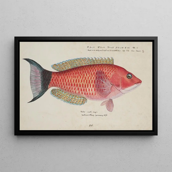 Pseudolabrus miles, kelp - Frank Edward Clarke — framed artwork on a wall