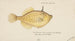 Pseudomonacanthus peroni - Frank Edward Clarke — artwork view