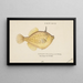 Pseudomonacanthus peroni - Frank Edward Clarke — framed artwork on a wall