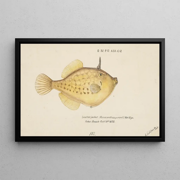Pseudomonacanthus peroni - Frank Edward Clarke — framed artwork on a wall