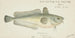 Pseudophycis barbata, southern Tasmanian red cod - Frank Edward Clarke — artwork view