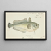 Pseudophycis barbata, southern Tasmanian red cod - Frank Edward Clarke — framed artwork on a wall