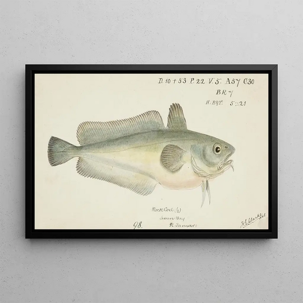 Pseudophycis barbata, southern Tasmanian red cod - Frank Edward Clarke — framed artwork on a wall