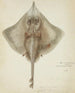 Raja nasuta NZ Rough skate - Frank Edward Clarke — artwork view