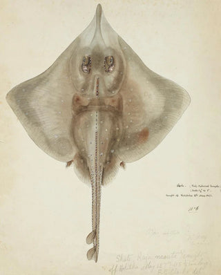 Raja nasuta NZ Rough skate - Frank Edward Clarke — artwork view