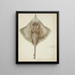 Raja nasuta NZ Rough skate - Frank Edward Clarke — framed artwork on a wall