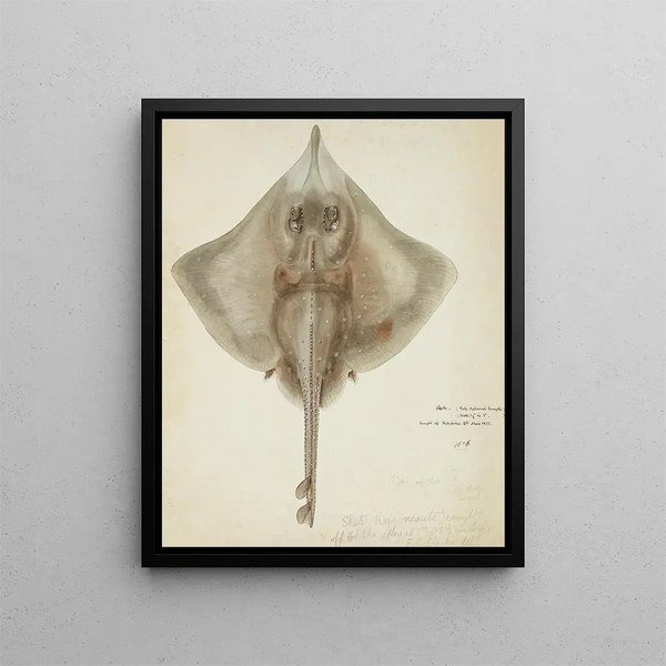 Raja nasuta NZ Rough skate - Frank Edward Clarke — framed artwork on a wall