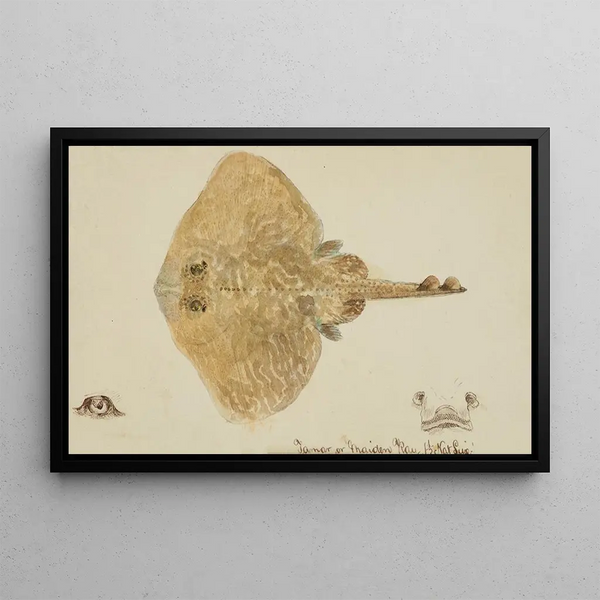 Rajidae - Frank Edward Clarke — framed artwork on a wall